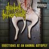 Erections at an Animal Autopsy