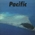 Pacific