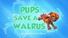 Pups Save a Walrus
