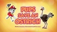 Pups Save an Ostrich