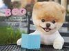 Boo: The Life of the World's Cutest Dog