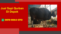 WA 0878-8064-3713, Penjual Sapi Qurban Cilodong Depok