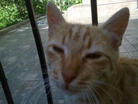 Книга О Пушке