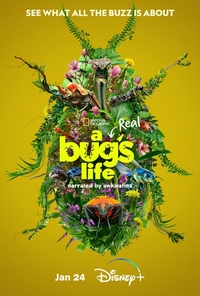 A Real Bug's Life