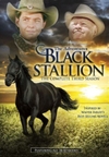 The Adventures of the Black Stallion